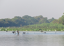 Bird Watching Tour