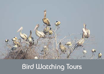 Bird Watching Tour