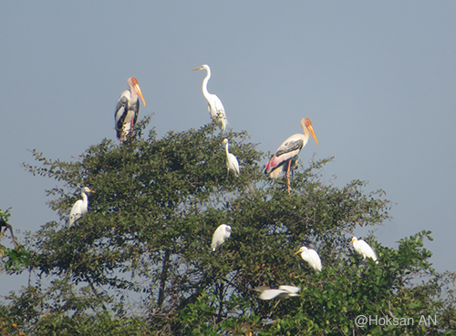 Painted Stork and Egreat