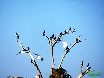 Photo of birds in Prek Toal Tours
